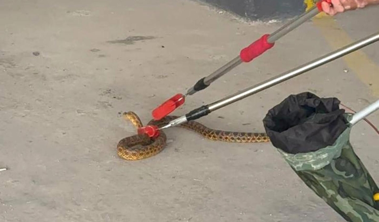 Burdur’da Otoparka Giren Yılan Doğaya Salındı