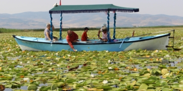 Işıklı Gölü’nde Nilüfer Ziyareti Artıyor!