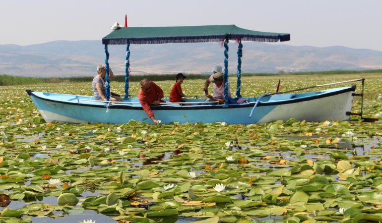 Işıklı Gölü’nde Nilüfer Ziyareti Artıyor!