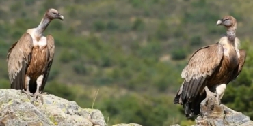 Akbabalar Akdağ’da Fotokapanla Görüntülendi!