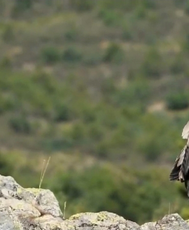 Akbabalar Akdağ’da Fotokapanla Görüntülendi!