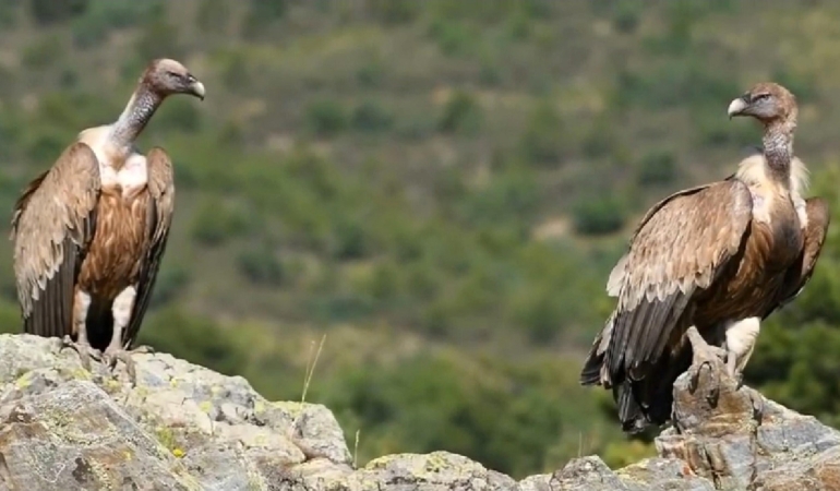Akbabalar Akdağ’da Fotokapanla Görüntülendi!