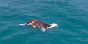 Denizdeki İnek Ölüsü, Alanya’da Şok Etkisi Yarattı!