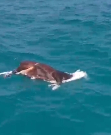 Denizdeki İnek Ölüsü, Alanya’da Şok Etkisi Yarattı!