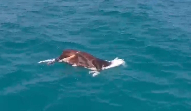 Denizdeki İnek Ölüsü, Alanya’da Şok Etkisi Yarattı!