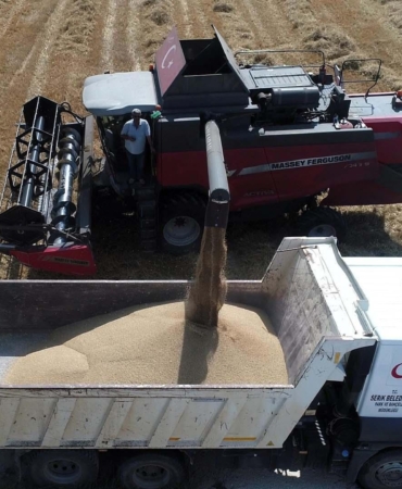 Serik’te Buğday Hasadı Başladı, Ekonomi Canlanıyor!