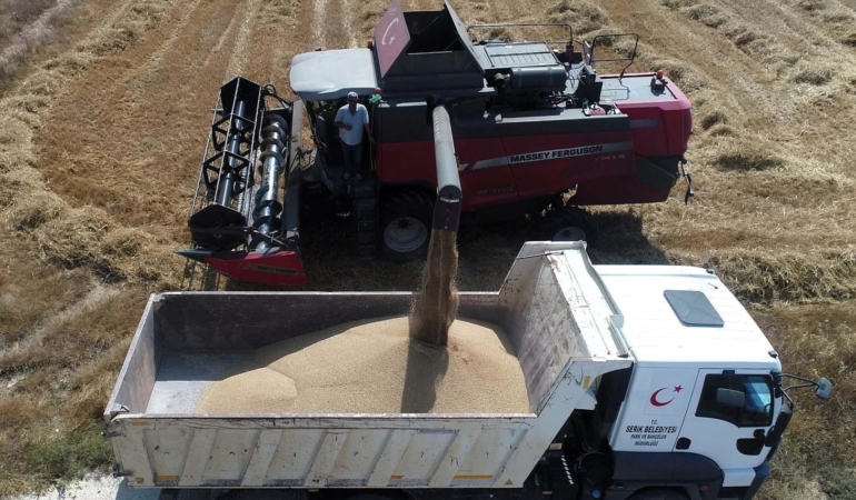 Serik’te Buğday Hasadı Başladı, Ekonomi Canlanıyor!