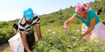 Isparta’da Gül Hasadı ile Renkli Turizm Deneyimi