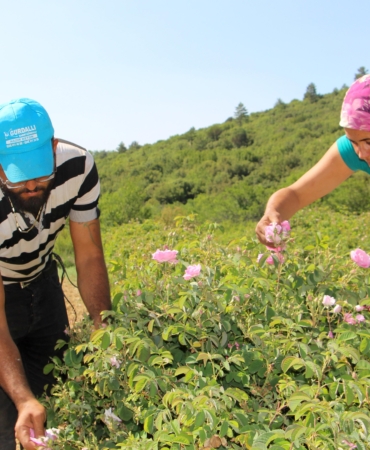 Isparta’da Gül Hasadı ile Renkli Turizm Deneyimi
