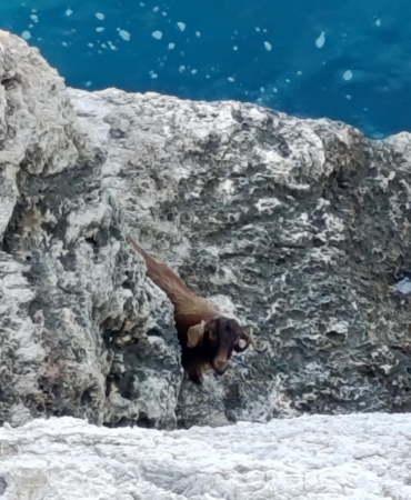 3 Gün Mahsur Kalan Keçi Kurtarıldı!