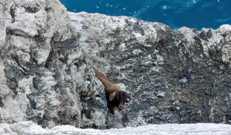 3 Gün Mahsur Kalan Keçi Kurtarıldı!