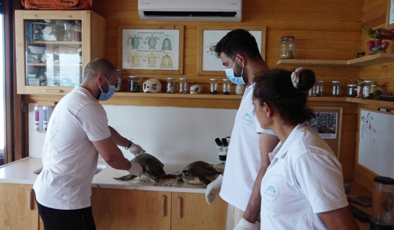 Kıyıya Vuran İki Nesli Tehlikedeki Kaplumbağa