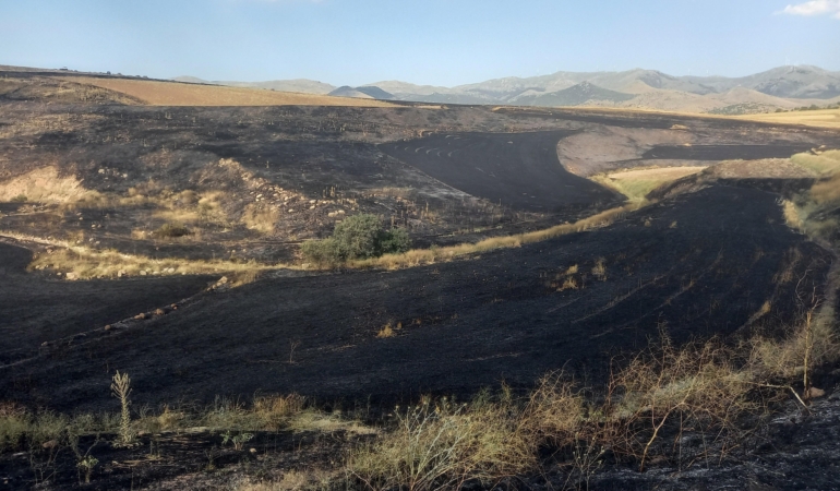 200 Dekar Arpa Tarlası Alevlere Teslim Oldu!