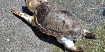 Alanya’da Ölü Caretta Caretta Bulundu!