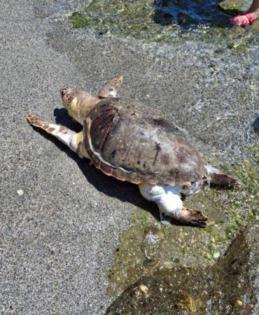 Alanya’da Ölü Caretta Caretta Bulundu!