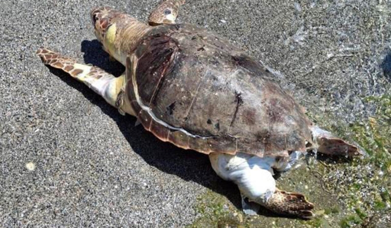 Alanya’da Ölü Caretta Caretta Bulundu!