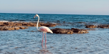 Manavgat’ta Flamingo Görenleri Büyüledi!