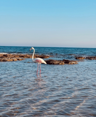 Manavgat’ta Flamingo Görenleri Büyüledi!