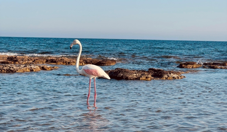 Manavgat’ta Flamingo Görenleri Büyüledi!