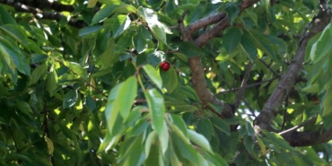 Afyonkarahisar’da Kiraz ve Vişne Rekoltesi Düştü!