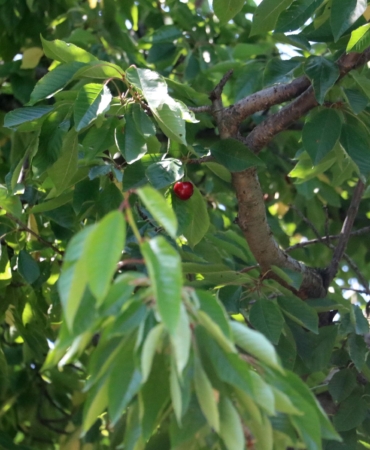 Afyonkarahisar’da Kiraz ve Vişne Rekoltesi Düştü!