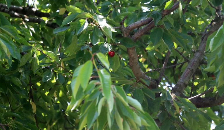 Afyonkarahisar’da Kiraz ve Vişne Rekoltesi Düştü!
