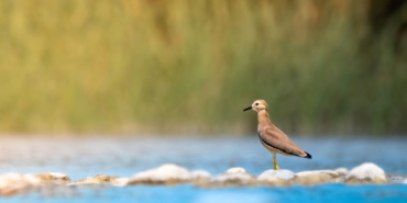 Boğaçayı’nda 220 Kuş Türü Keşfedildi!