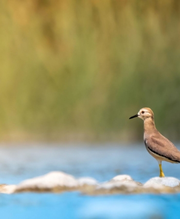 Boğaçayı’nda 220 Kuş Türü Keşfedildi!