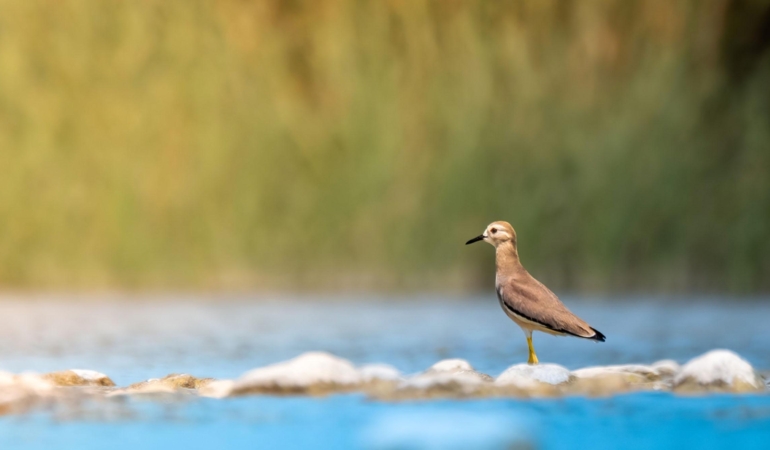 Boğaçayı’nda 220 Kuş Türü Keşfedildi!