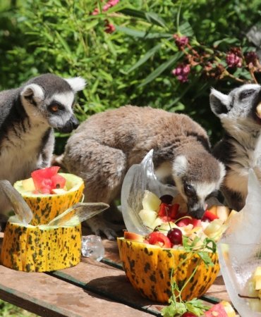 Sıcak Havada Hayvanlara Buzlu Serinlik Sağlandı