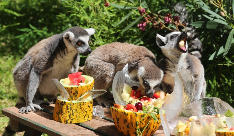 Sıcak Havada Hayvanlara Buzlu Serinlik Sağlandı