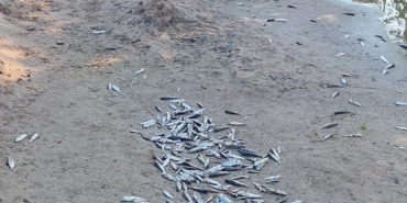 Manavgat’ta Ölü Balık Krizi: İnceleme Başlatıldı