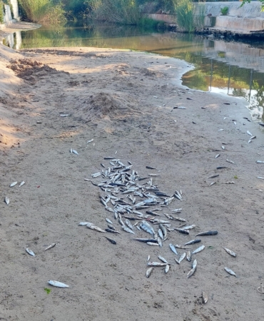 Manavgat’ta Ölü Balık Krizi: İnceleme Başlatıldı