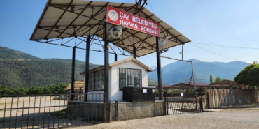 Çay’da Hayvan Pazarı Şap Hastalığı Nedeniyle Kapandı