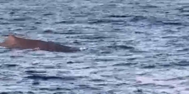 Manavgat’ta Amatör Balıkçılar Balina Gördü!