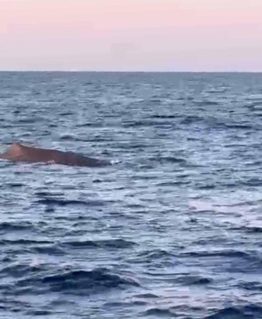 Manavgat’ta Amatör Balıkçılar Balina Gördü!