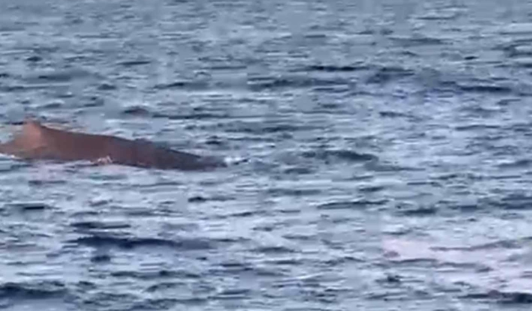 Manavgat’ta Amatör Balıkçılar Balina Gördü!