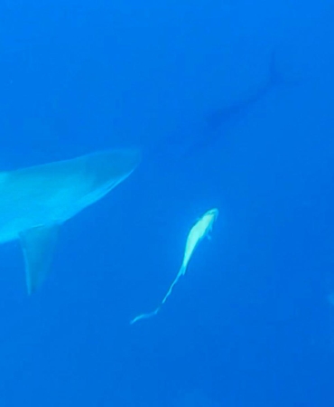 Köpek Balığı Korkusu Yersiz, Antalya Güvenli!