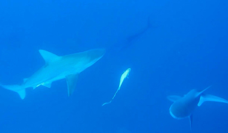 Köpek Balığı Korkusu Yersiz, Antalya Güvenli!