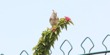 Boğaçayı’nda Kuş Zenginliği Yeniden Canlanıyor!