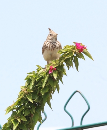 Boğaçayı’nda Kuş Zenginliği Yeniden Canlanıyor!