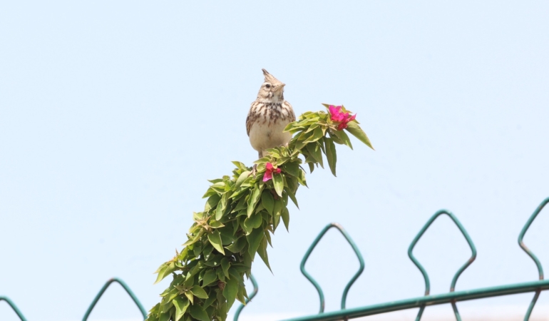 Boğaçayı’nda Kuş Zenginliği Yeniden Canlanıyor!