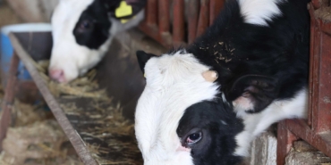 Kırsal Üreticilere Ücretsiz Veteriner Desteği! 🐄🩺