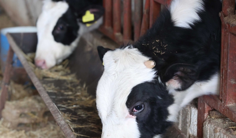 Kırsal Üreticilere Ücretsiz Veteriner Desteği! 🐄🩺