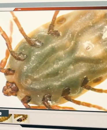 Antalya’da Vektörle Mücadele Çalışmaları Devam Ediyor!