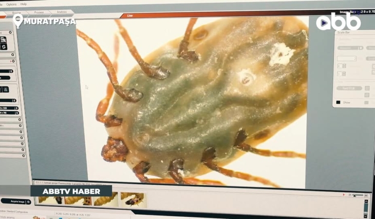 Antalya’da Vektörle Mücadele Çalışmaları Devam Ediyor!