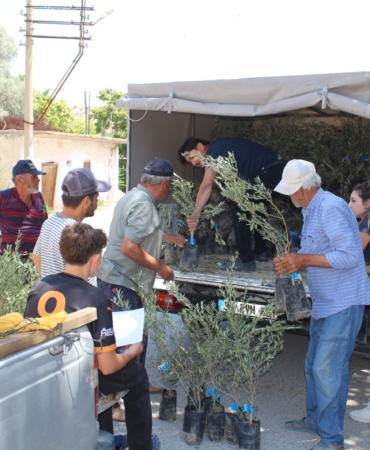 40 Bin Zeytin Fidanı Üreticilere Dağıtılıyor!