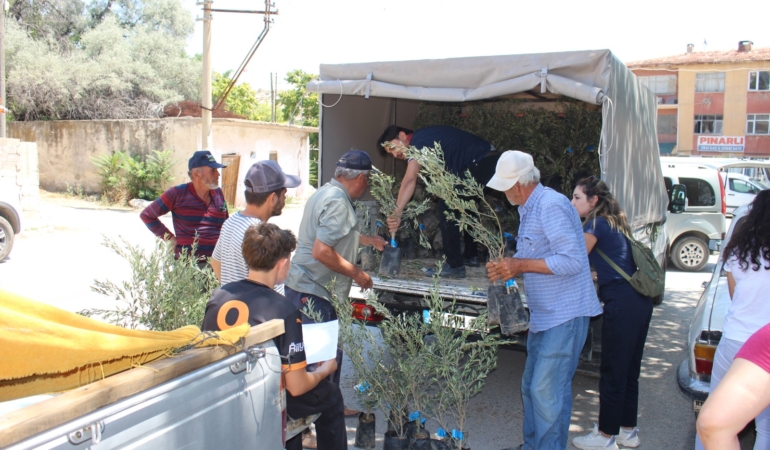 40 Bin Zeytin Fidanı Üreticilere Dağıtılıyor!