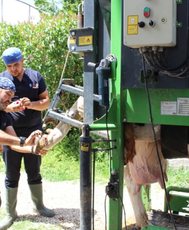 Çobanlara Büyükşehir’den Tuzlu Mineral Desteği!