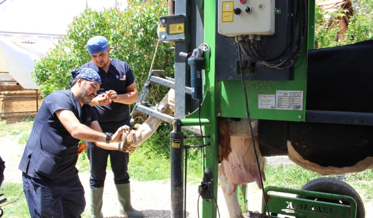 Çobanlara Büyükşehir’den Tuzlu Mineral Desteği!